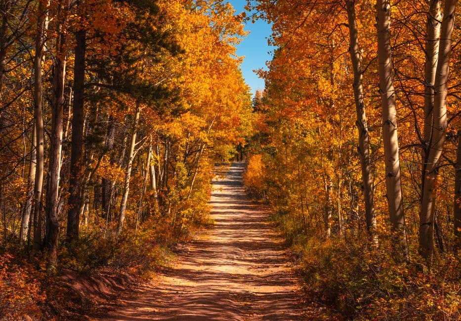Explore the vibrant fall foliage along a dirt road in Salida, Colorado's colorful forest.