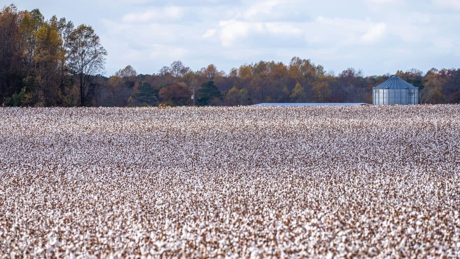 Cotton field with trees and silo in autumn, North Carolina countryside.