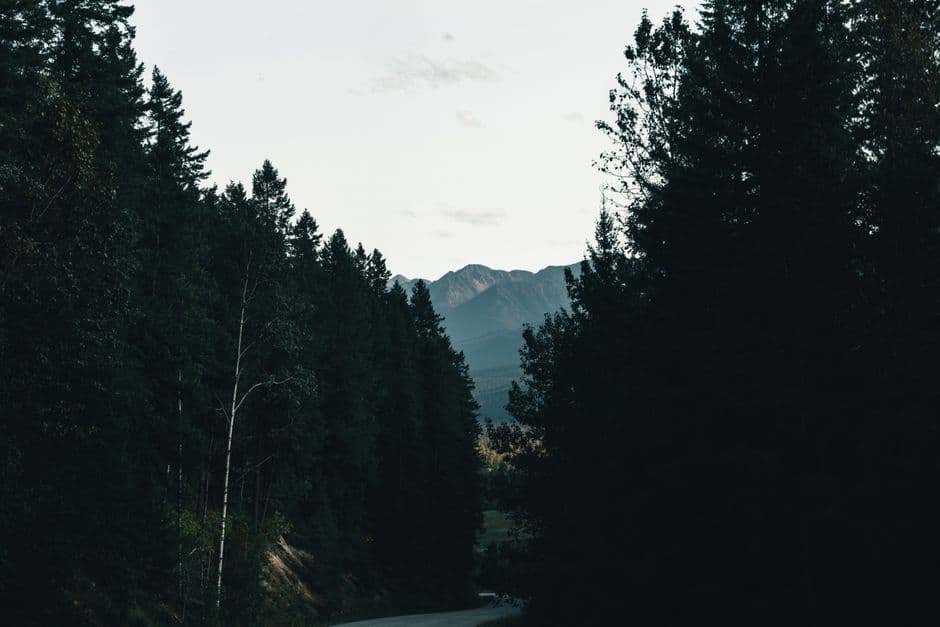 A tranquil view of a forest road leading to distant mountains in Golden, BC.